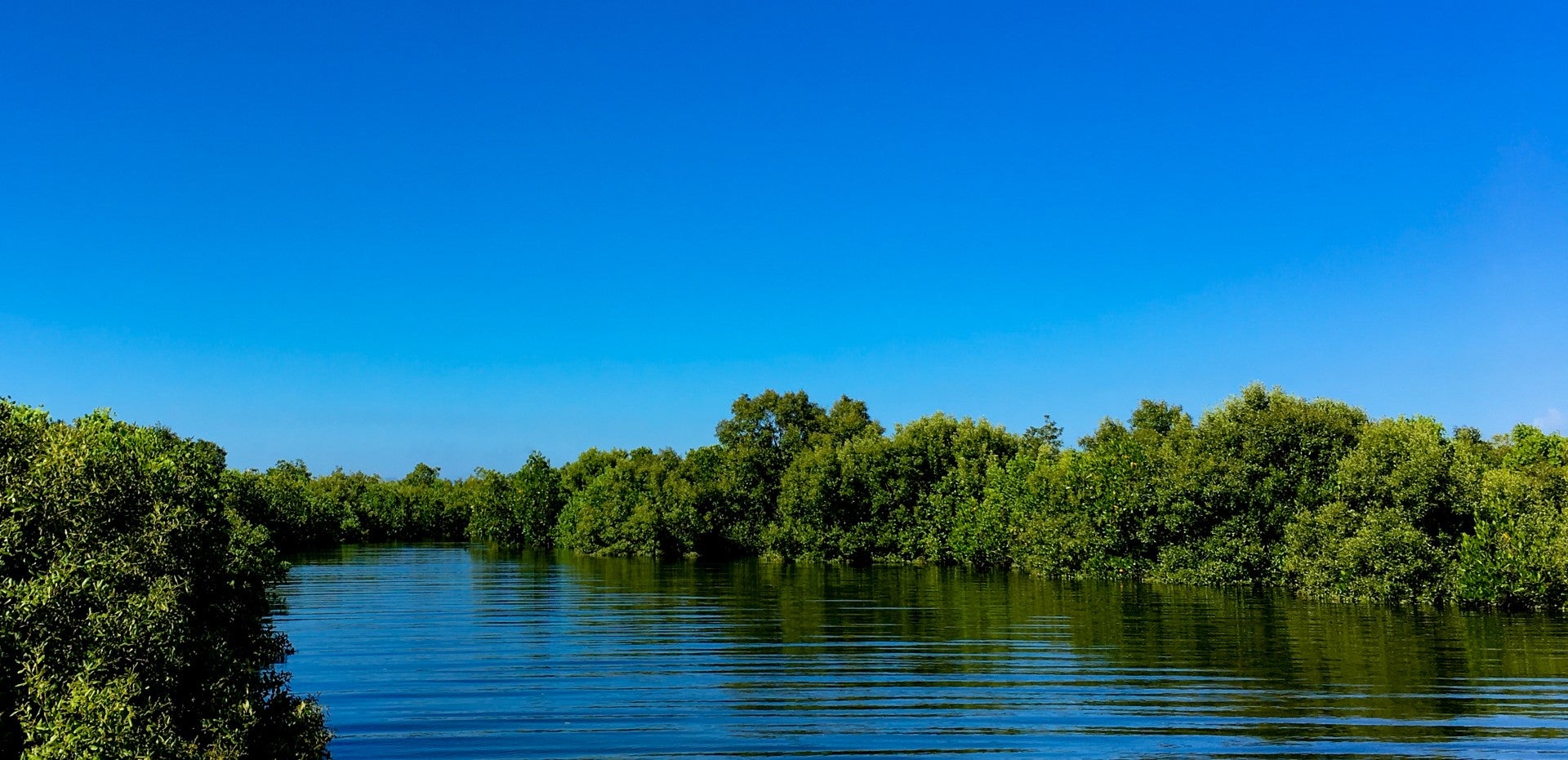 Mangrove forest in Sorsogon