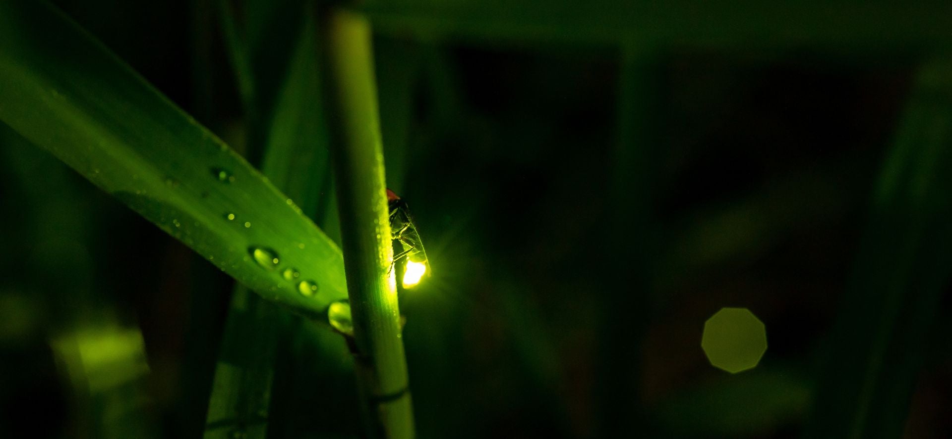 Firefly on a plant