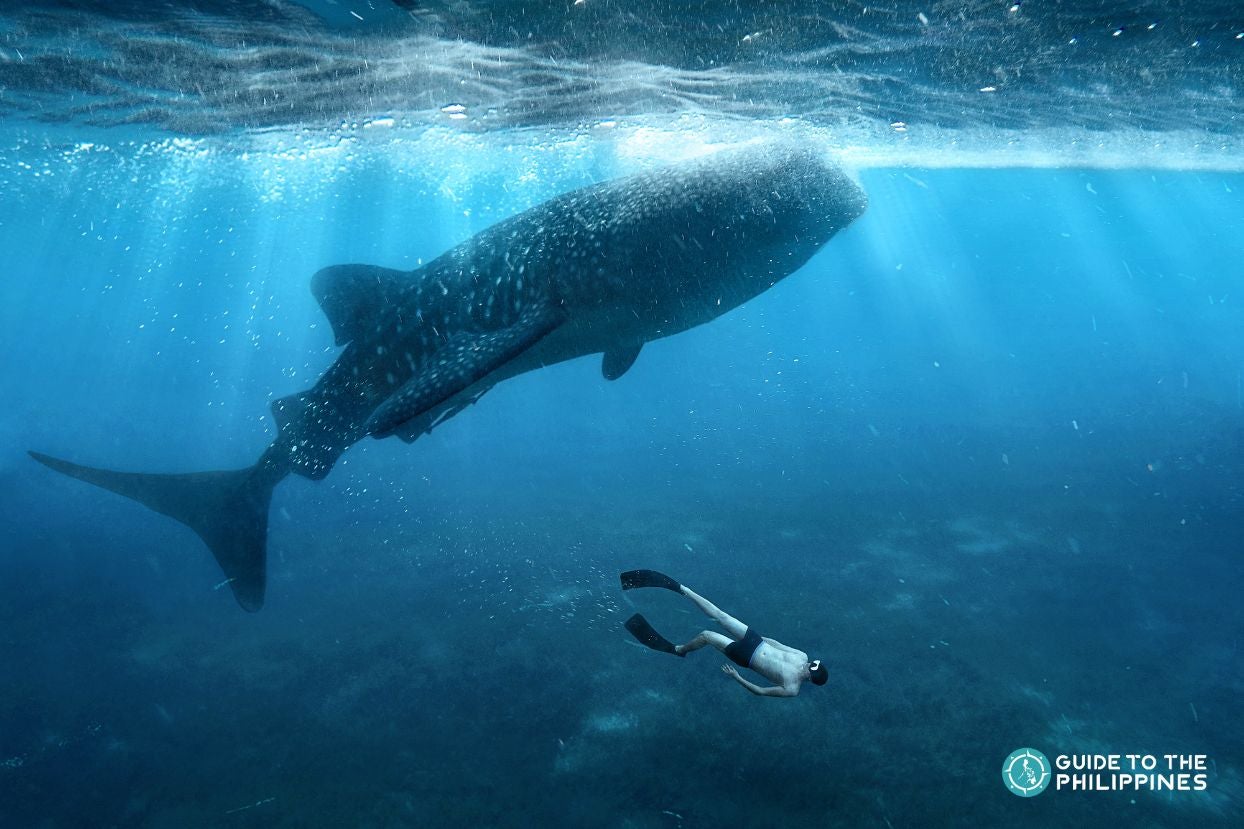 Swimming with a whale shark