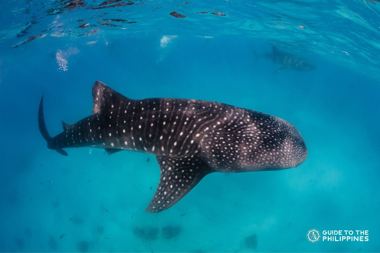 A whale shark in Oslob town on Cebu Island.