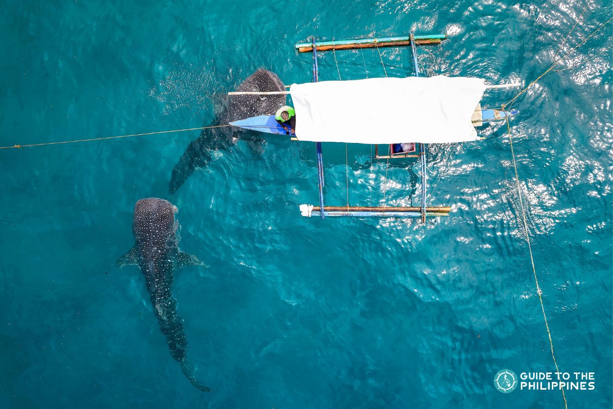 Whale shark watching in Oslob