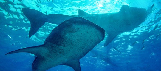 TopBanner_Two whale sharks.jpg