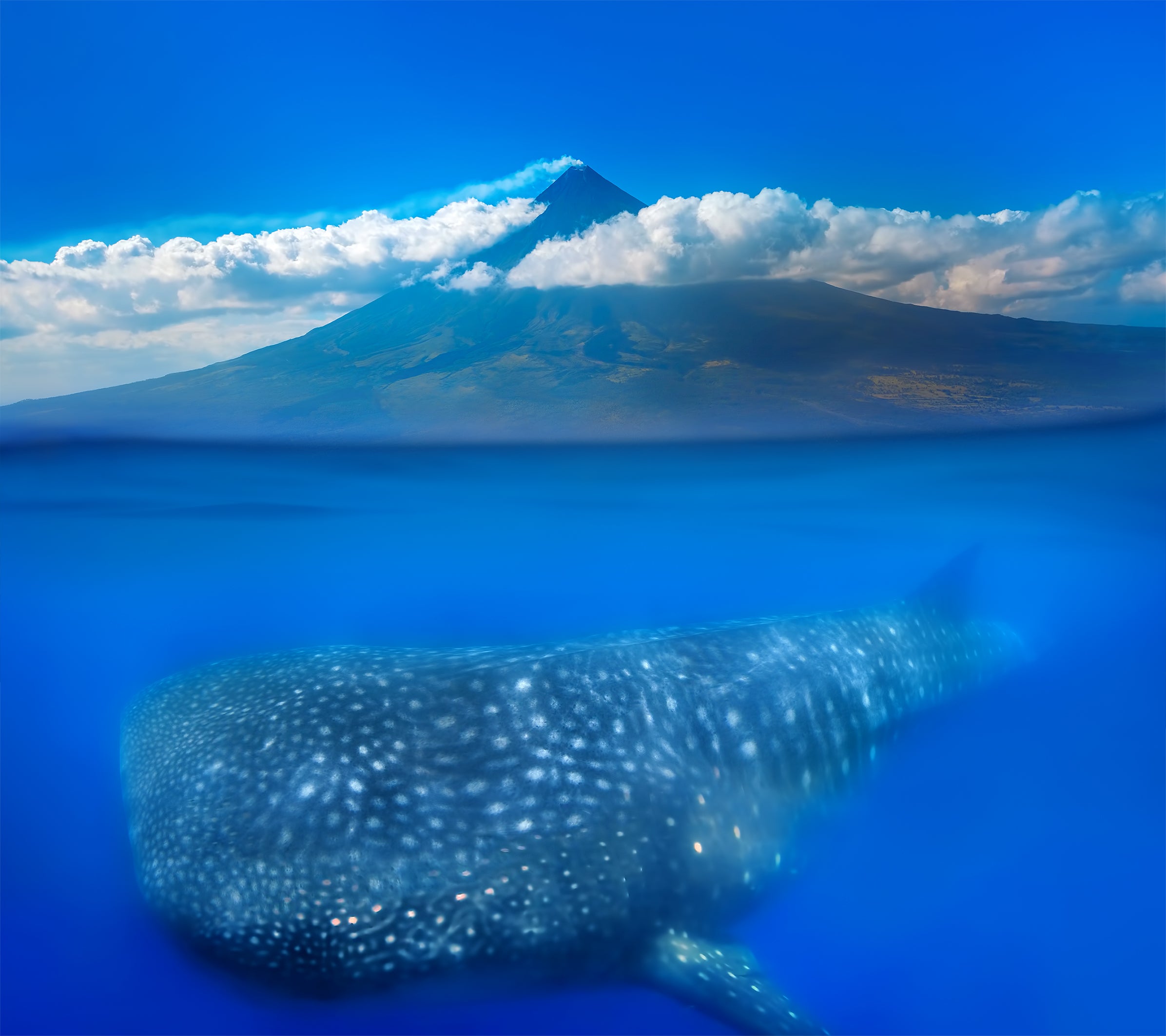 A whaleshark swimming with Mayon Volcano in the background above water.