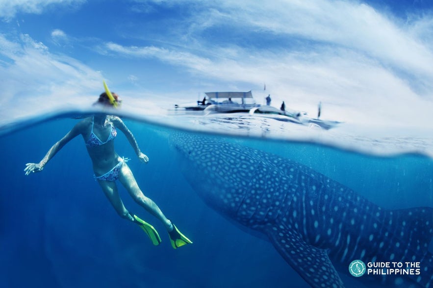 Whale shark watching tour Whale shark watching tour