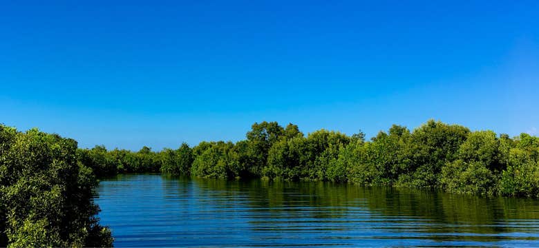 Donsol River Firefly Watching Tour in Sorsogon Province with Transfers