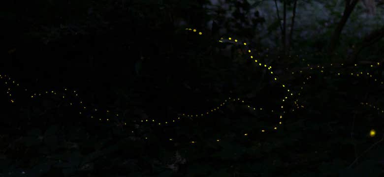 Donsol River Firefly Watching Tour in Sorsogon Province with Transfers