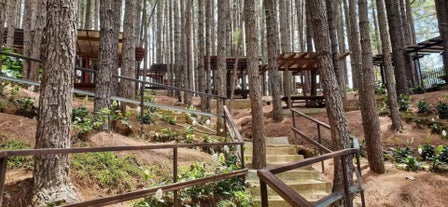 Pathway inside the Dahilayan Adventure Park