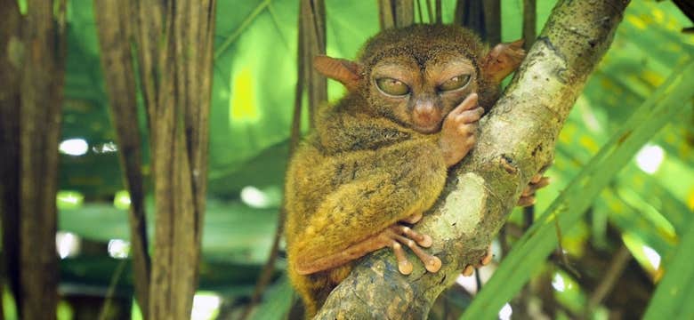Tour to Bohol Island's Chocolate Hills & Tarsier Monkey Sanctuary with Transfers