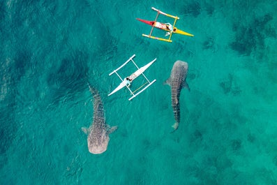 보홀의 파밀리칸 섬(Pamilacan Island)