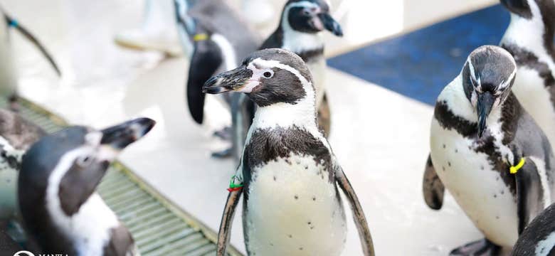 Manila Ocean Park Day Pass