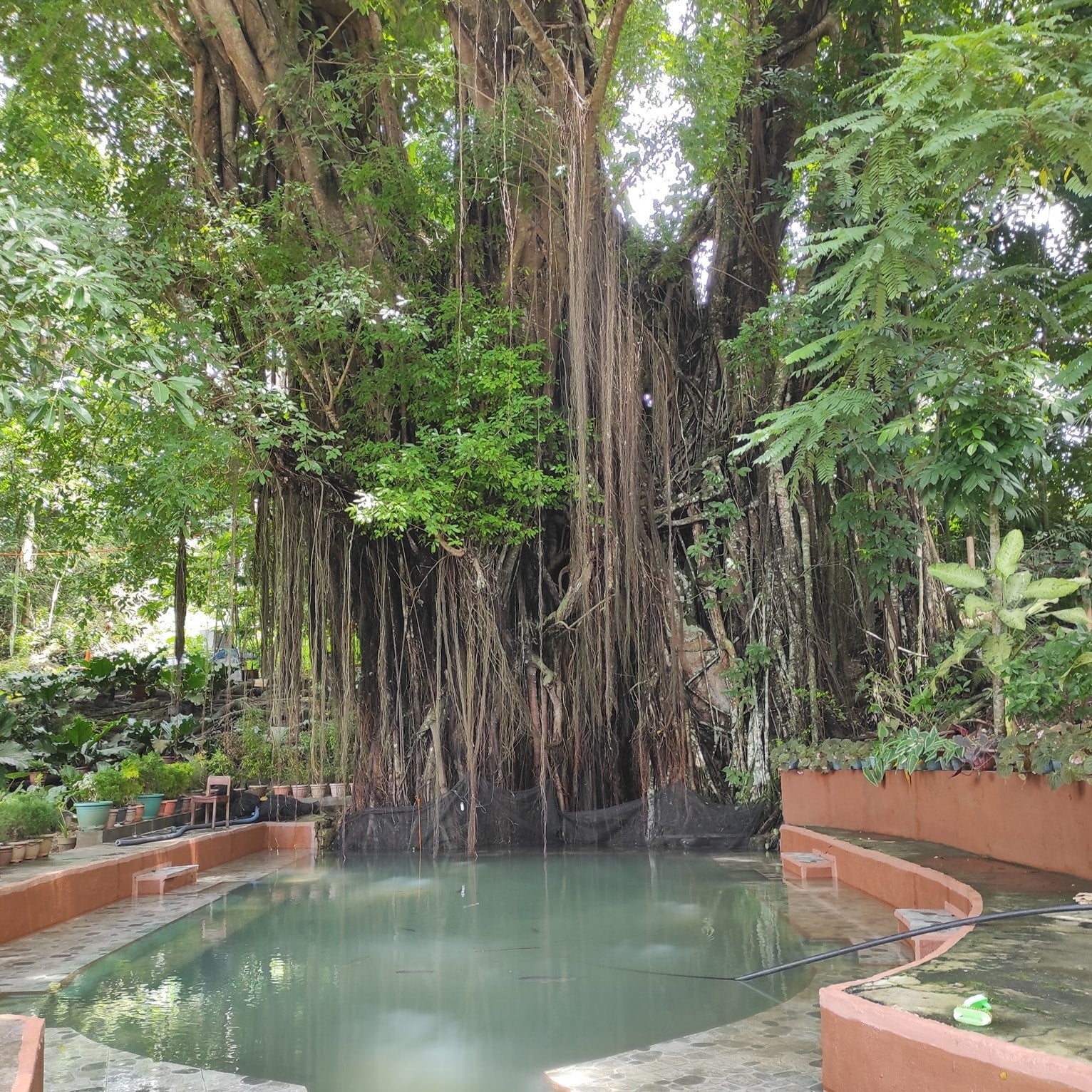 Old Enchanted Balete Tree