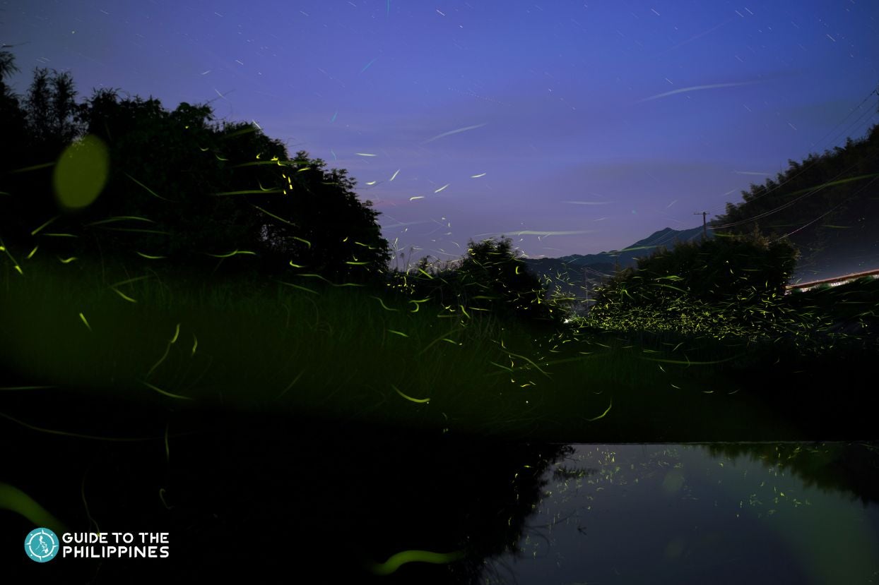 Fireflies around a riverside Fireflies around a riverside
