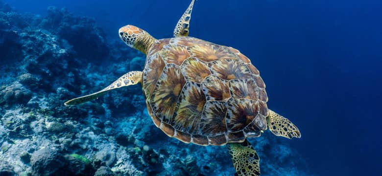 Enchanting 1-Week Cebu Island Beaches & Snorkeling Tour Package from Manila City