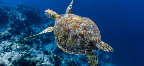 Enchanting 1-Week Cebu Island Beaches & Snorkeling Tour Package from Manila City