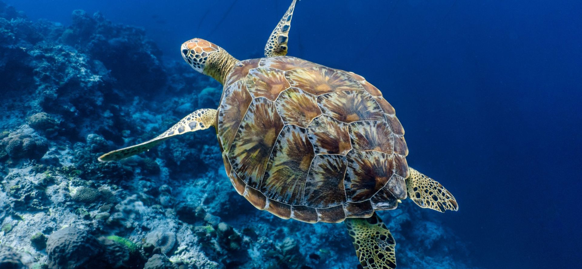 Enchanting 1-Week Cebu Beaches & Snorkeling Tour Package from Manila with Hotel & Breakfast