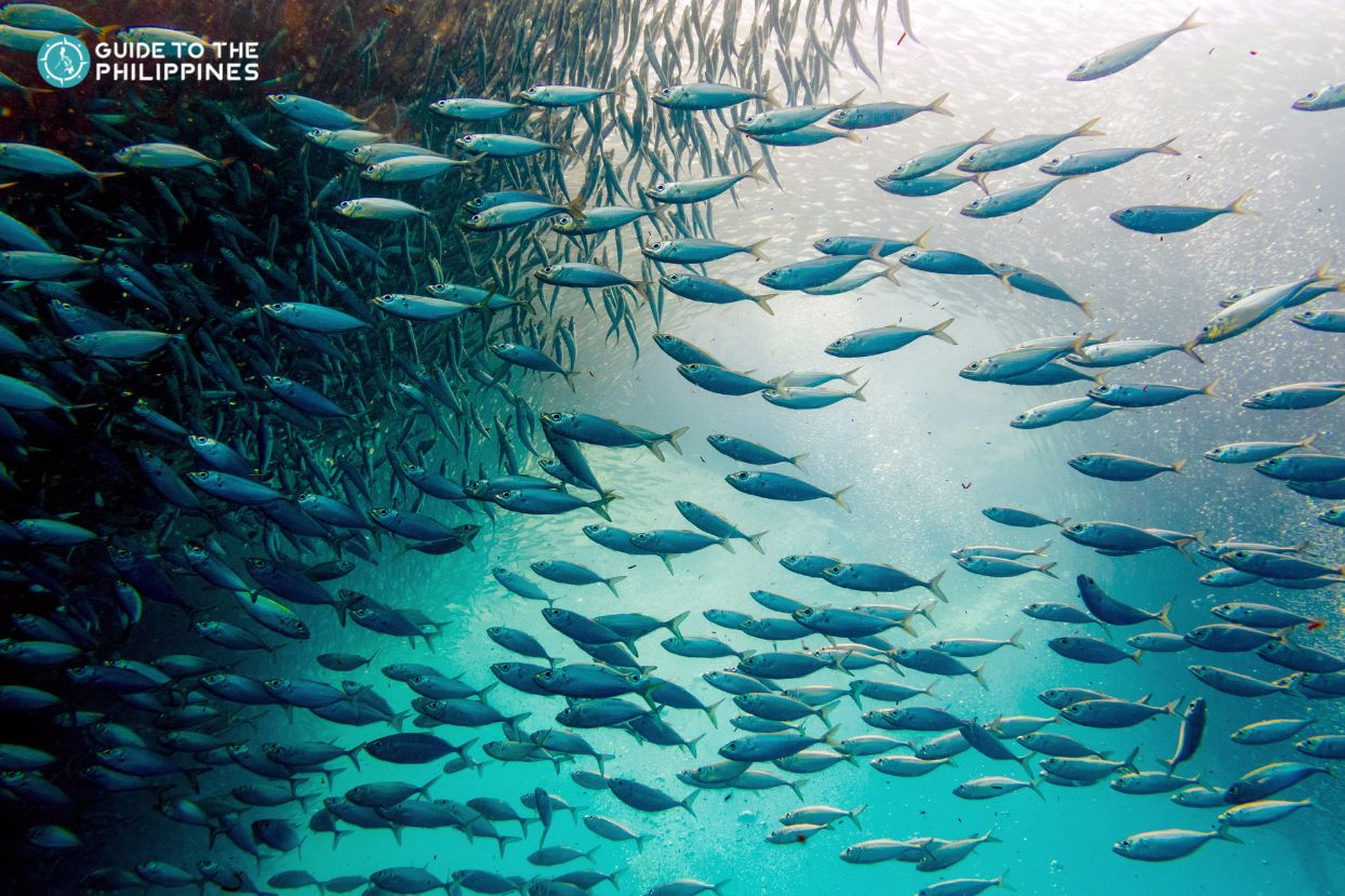 Moalboal Sardine Run