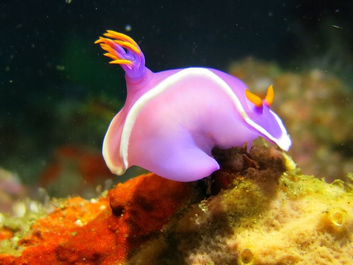Nudibranch in Puerto Galera's Coral Garden