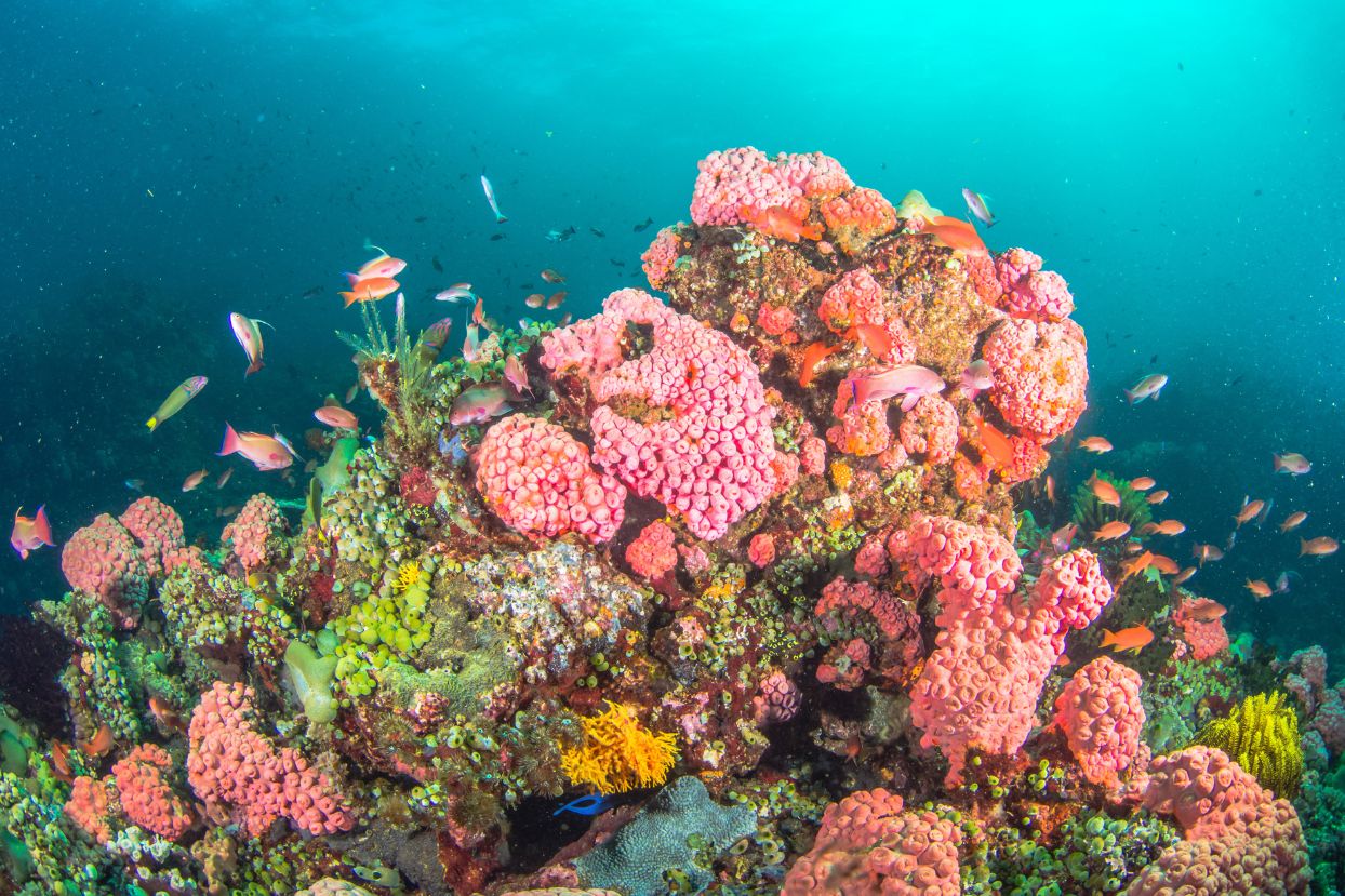 Corals in Anilao, Batangas