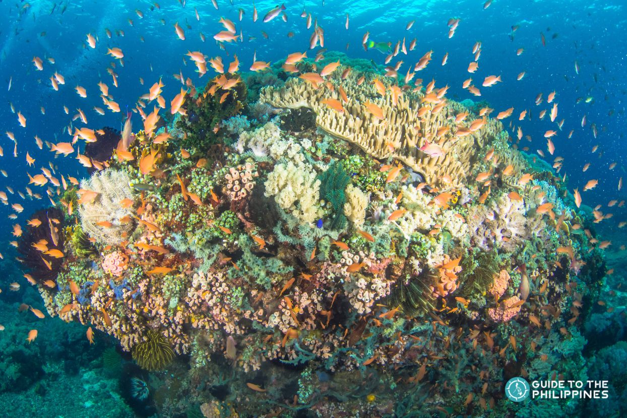 Coral Reef in Anilao