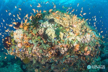 10 Best Philippines Snorkeling Destinations