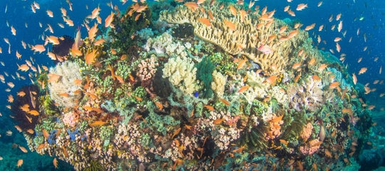 TopBanner_Coral Reef in Anilao.jpg