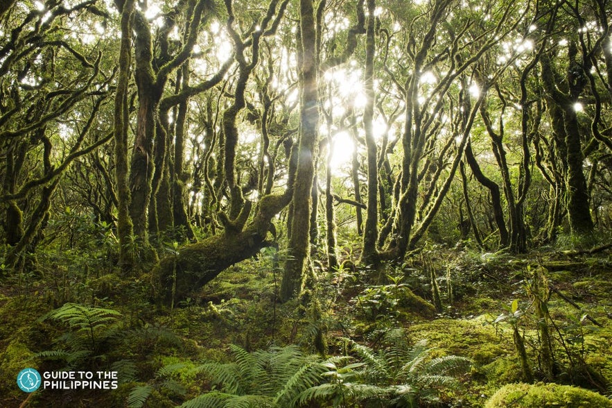 Mt. Dulang Dulang Mt. Dulang Dulang