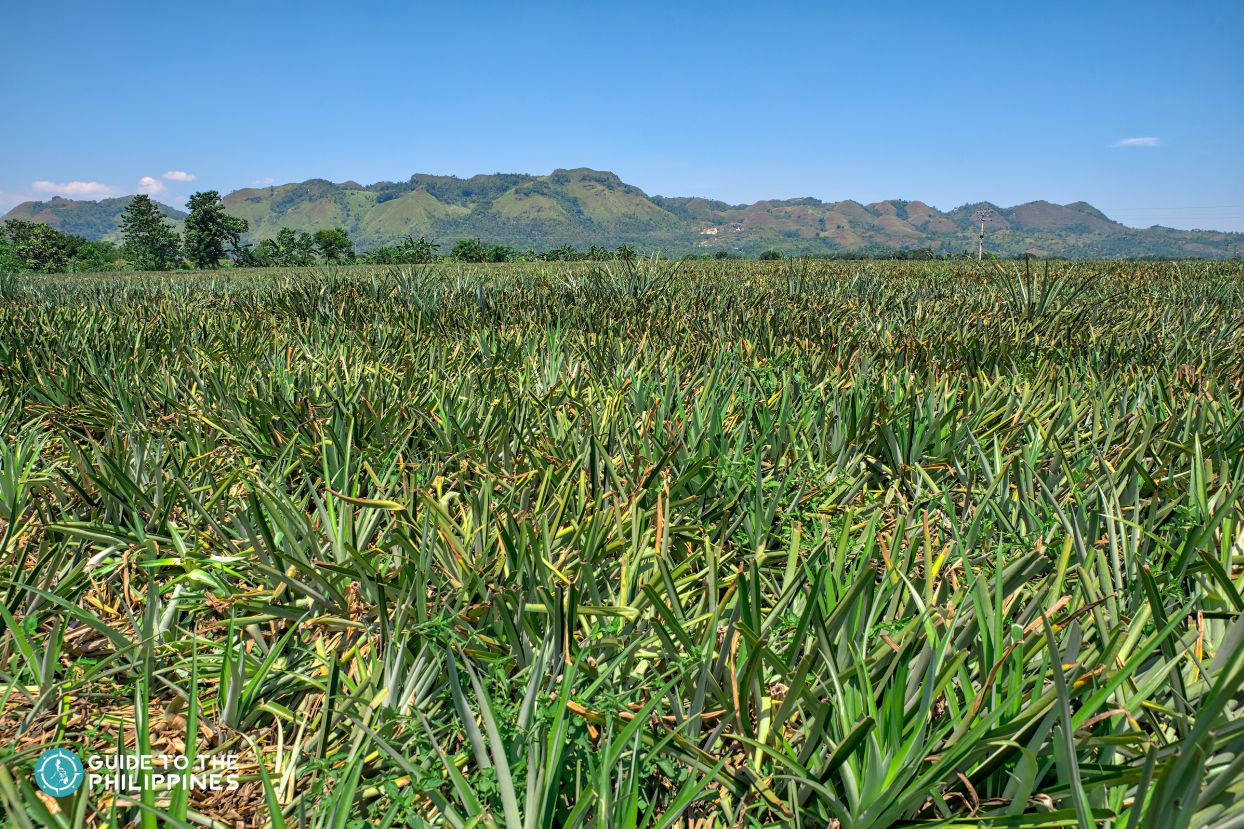 Del Monte Pineapple Farm Plantation