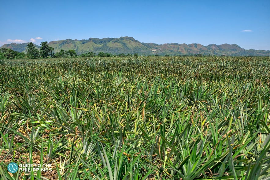 Del Monte Pineapple Farm Plantation Del Monte Pineapple Farm Plantation