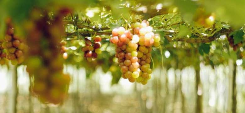 Hassle-Free 3-Day La Union Province Tour Package from Manila City with Accommodation