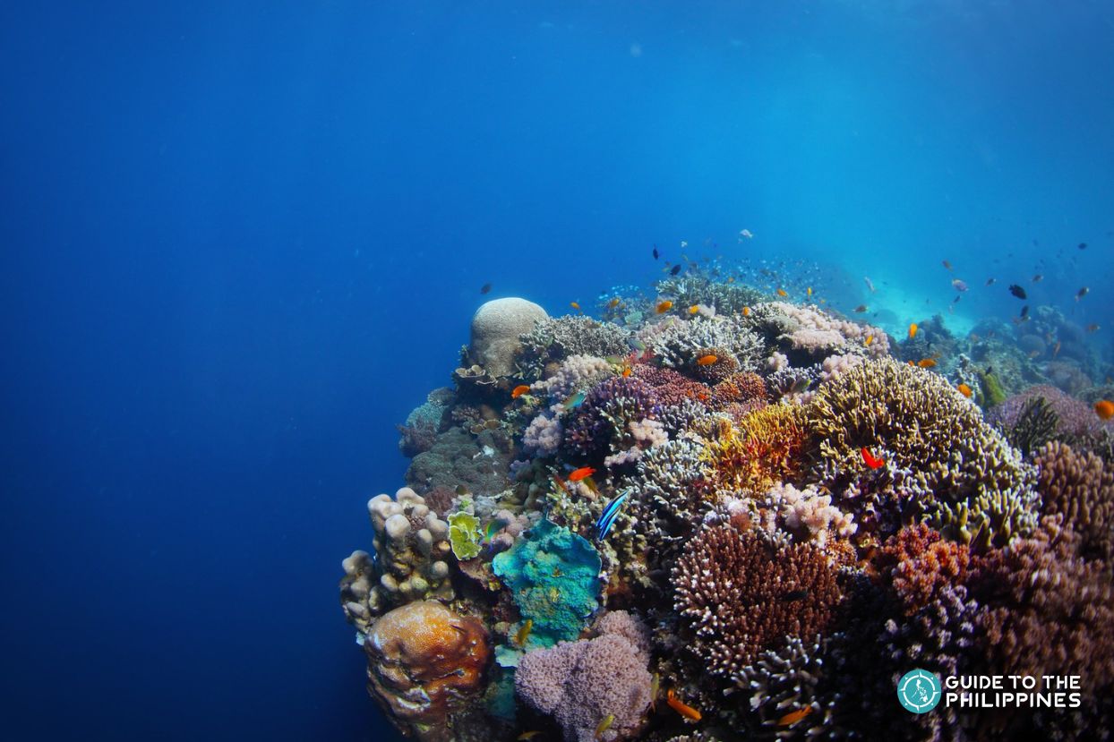Coral reef by Balicasag Island