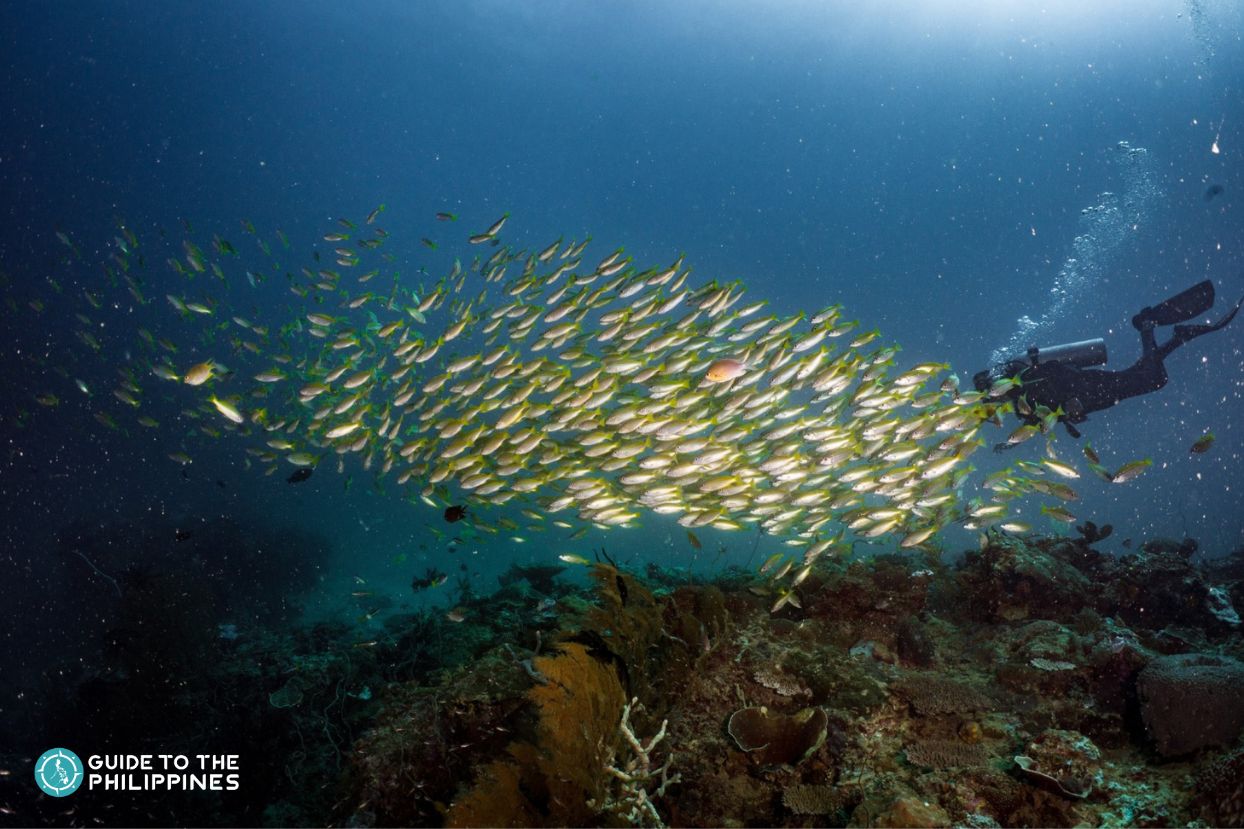 Scuba diving in South Miniloc, El Nido