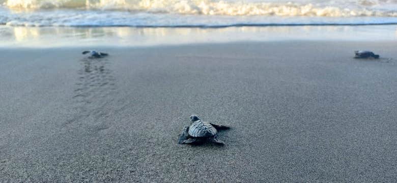 Day Tour to Camayan Beach Resort in Subic Town of Zambales Province