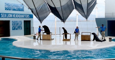 South American sea lions at Ocean Adventure in Subic