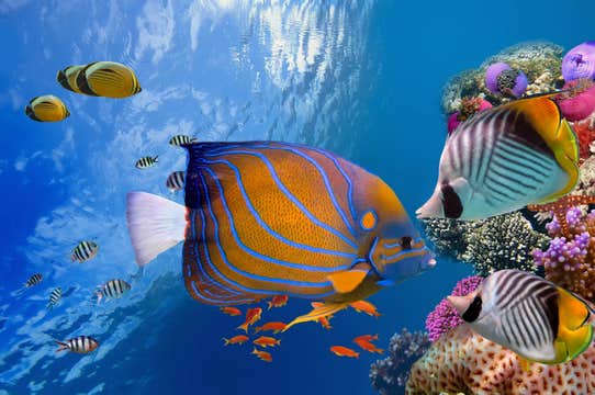 Hop-On Hop-Off Bus Pass in Boracay Island with Unlimited Rides