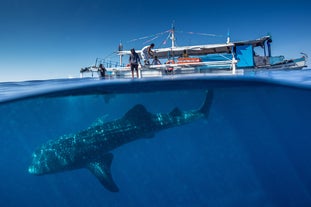 Puerto Princesa Whale Shark Watching