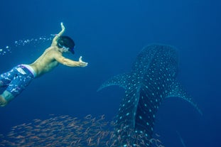 Puerto Princesa Whale Shark Watching