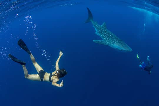 Puerto Princesa Whale Shark Watching Shared Tour with Lunch & Transfers