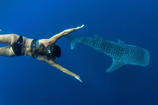 Puerto Princesa Whale Shark Watching Shared Tour with Lunch & Transfers