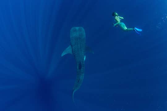 Puerto Princesa Whale Shark Watching Shared Tour with Lunch & Transfers