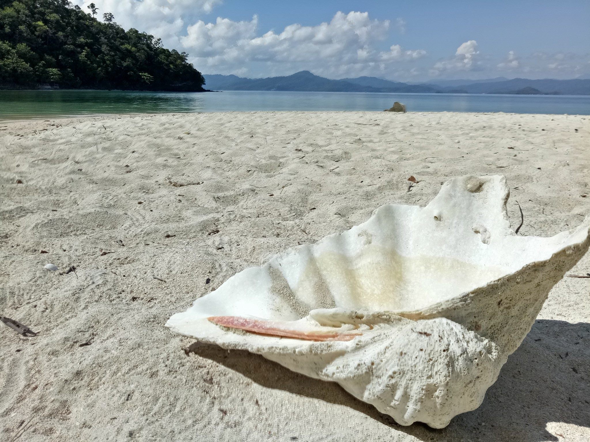 Close-up of a seashell on the sandy shore of one of the beautiful beaches included in the Port Barton village island hopping tour