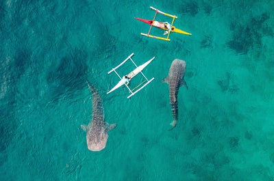 Amazing 15-Day Adventure & Whale Shark Watching Package to the Best Islands in the Philippines - day 8
