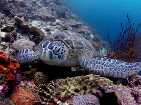 12-Day Puerto Princesa, El Nido, Coron, Cebu & Siargao Island Hopping Philippine Tour Package