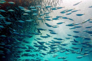 Sardines in Moalboal Town in Cebu Island