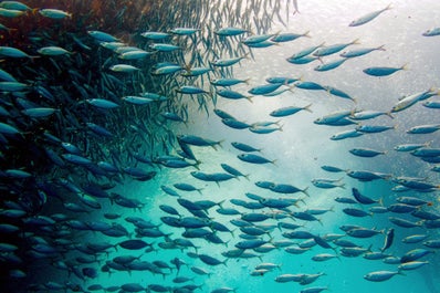 Fun 11-Day Palawan & Cebu Islands Adventure Tour Package to Beaches & Nature Spots from Manila City - day 3