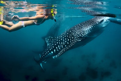 Swim with the whale sharks in Oslob, Cebu