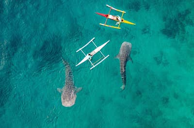 10-Day El Nido, Cebu to Bohol Philippine Island Hopping Tour Package | Flights + Hotel + Breakfast