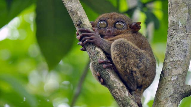 Scenic 11-Day Palawan, Cebu & Bohol Islands Beaches & Nature Tour Package from Manila City