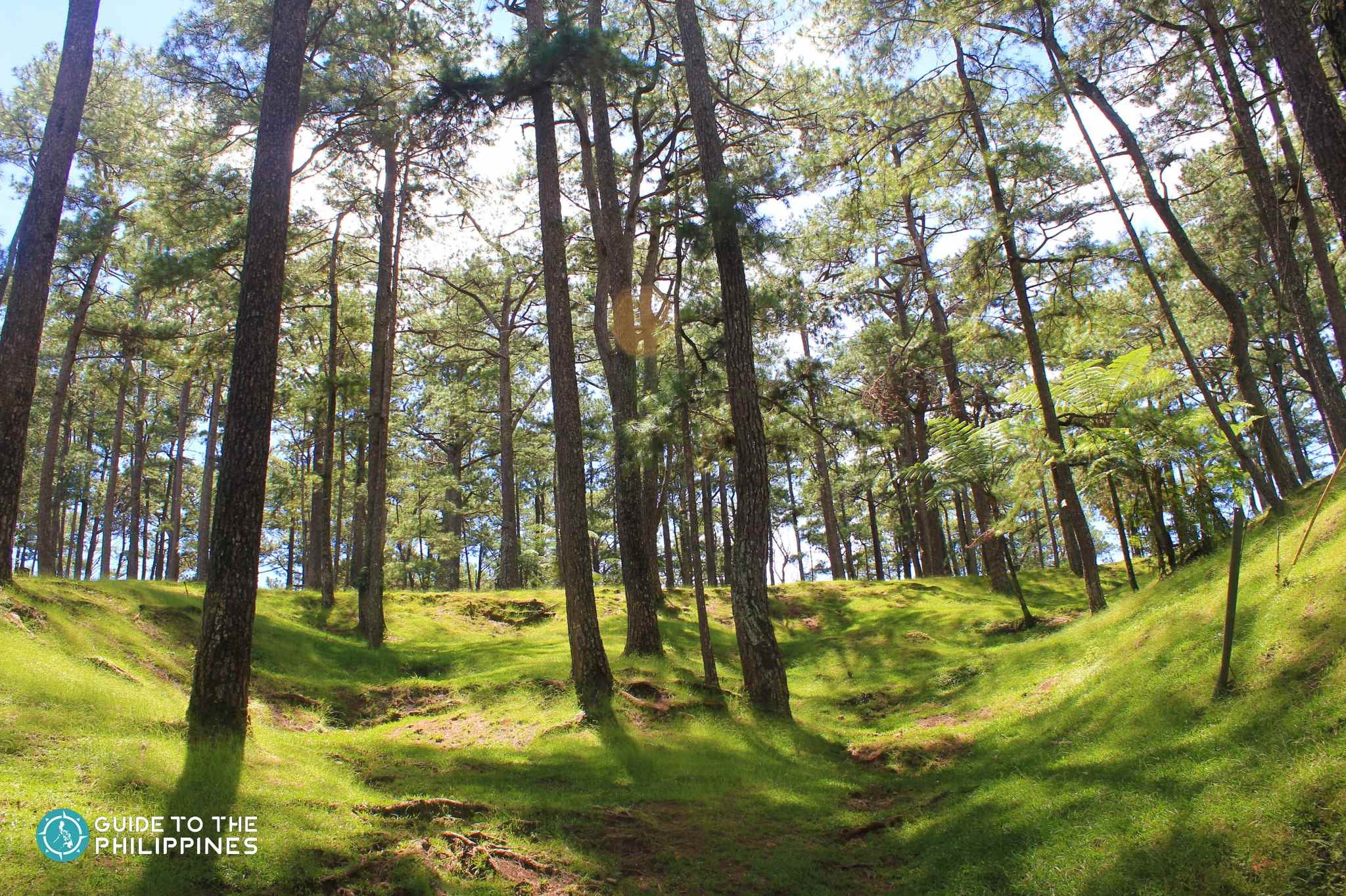 Pine trees in Baguio