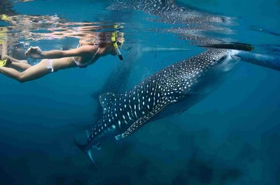 2-Week Bohol to Cebu to Puerto Princesa to El Nido to Coron Philippine Island Hopping Tour Package