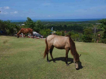 2-Week Bohol to Cebu to Puerto Princesa to El Nido to Coron Philippine Island Hopping Tour Package